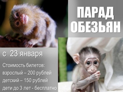 Афиша выставки Парад обезьян