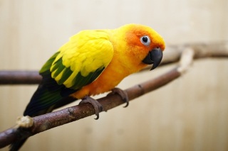 Прикольный жёлтый попугай в Костроме