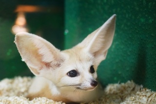 Лиса с большими ушами в контактном зоопарке