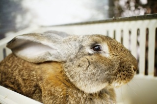 Кролик из костромского контактного зоопарка