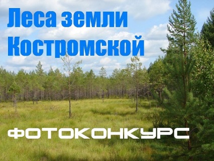 Афиша конкурса Леса земли костромской